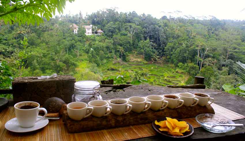 Ubud: Balinese Herbal Medicine, Garden Tour, and Jamu Workshop