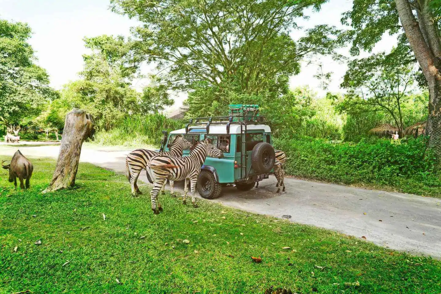 Gili Trawangan: Swim and Care for Rescued Horses