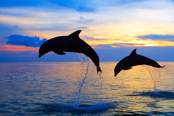 Sumbawa Besar: Snorkel with Whale Sharks and Eat Breakfast